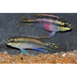 Pelvicachromis pulcher (Pelmatochromis pulcher) 4-4,5 cm