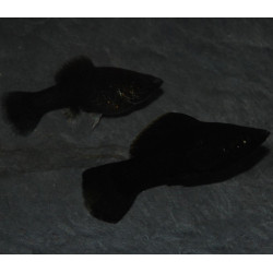 Poecilia sphenops (Molly Noir) 4-4,5 cm