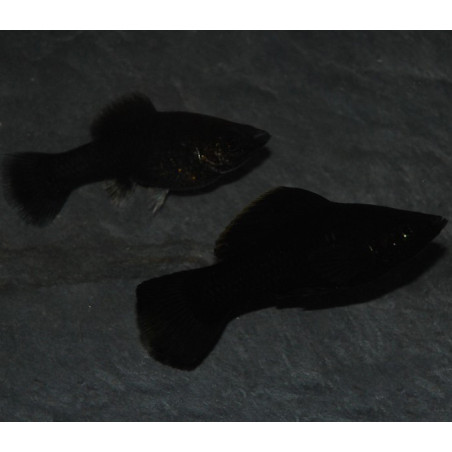 Poecilia sphenops (Molly Noir) 4-4,5 cm