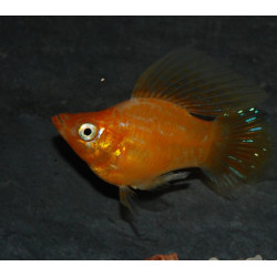 Poecilia latipinna (Molly) ballon orange 3 cm