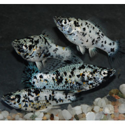 Poecilia latipinna (Molly) dalmatien (Molly dalmatien) 3,5 cm