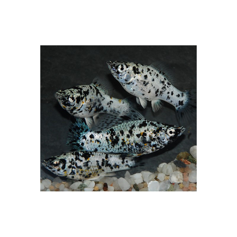 Poecilia latipinna (Molly) dalmatien (Molly dalmatien) 3,5 cm