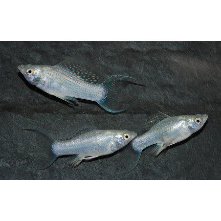 Poecilia latipinna (Molly) argent (Molly silver) 4-4,5 cm