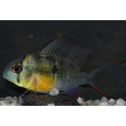 Microgeophagus altispinosus (Papiliochromis altispinosa) 4-4,5 cm