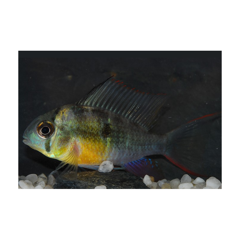 Microgeophagus altispinosus (Papiliochromis altispinosa) 4-4,5 cm
