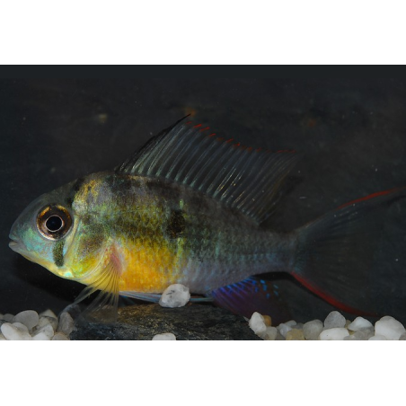 Microgeophagus altispinosus (Papiliochromis altispinosa) 4-4,5 cm