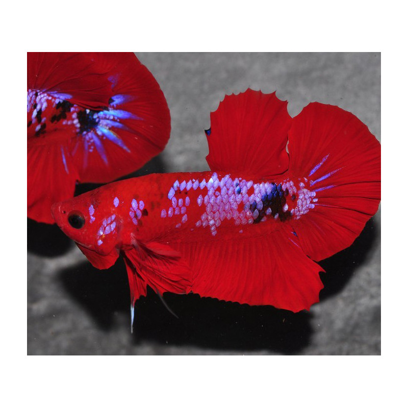 Betta splendens mâle HMPK Hell Boy 3,5 cm
