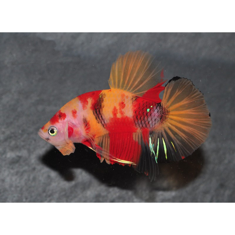 Betta splendens mâle HMPK Candy "Nemo" 3,5 cm