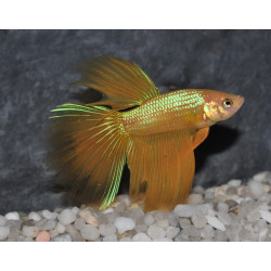 Betta splendens mâle Show HM Yellow 4-4,5 cm