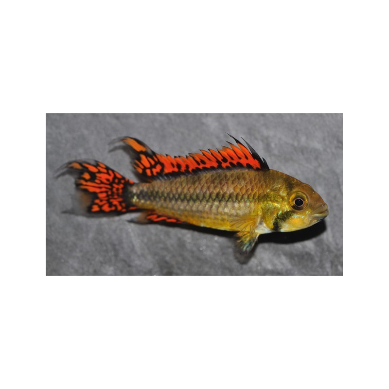 Apistogramma cacatuoïdes double rouge 4-4,5 cm