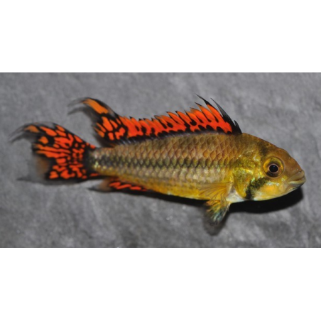 Apistogramma cacatuoïdes double rouge 4-4,5 cm
