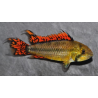 Apistogramma cacatuoïdes double rouge 4-4,5 cm