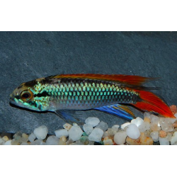 Apistogramma agassizii double rouge 4-4,5 cm