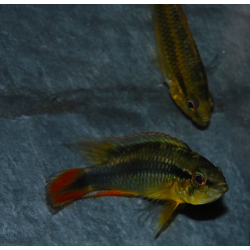 Apistogramma agassizii 5-5,5 cm
