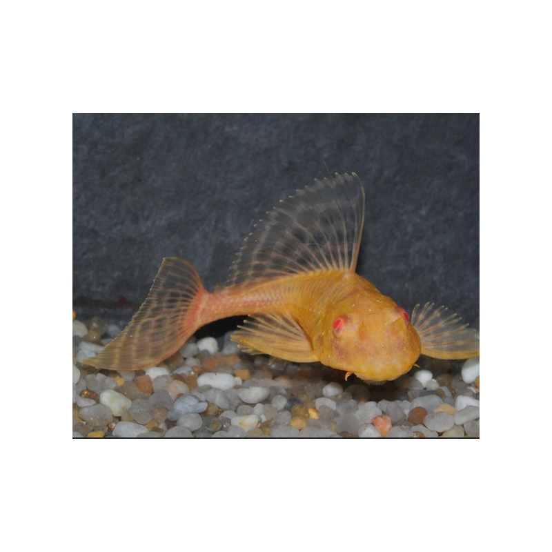 Glyptoperichthys gibbiceps albinos 5-5,5 cm