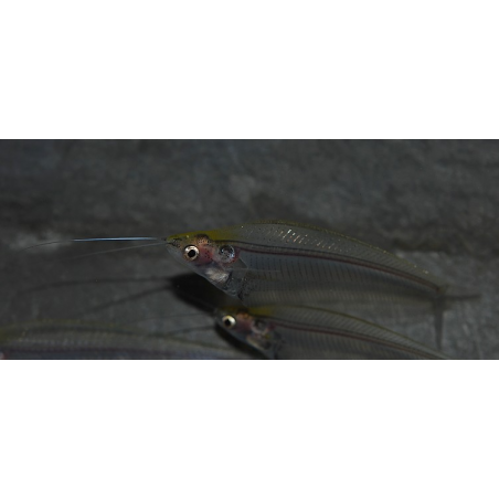 Kryptopterus bicirhis (Silure de verre) 6-6,5 cm (s)