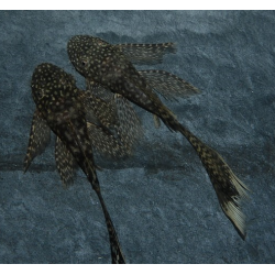 Ancistrus species (L144a) voilé 3,5 cm