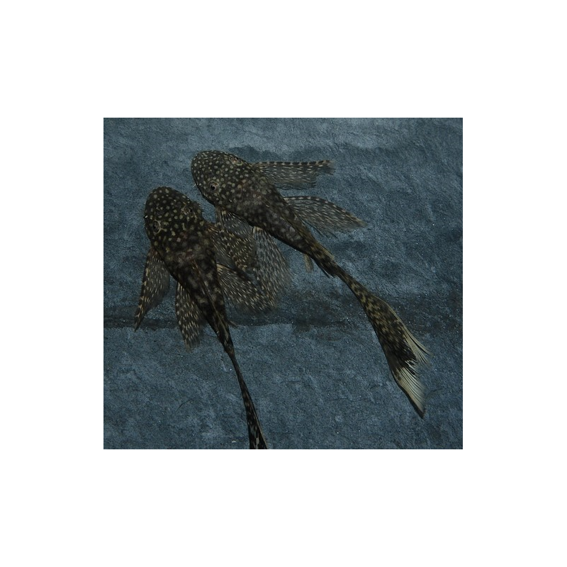 Ancistrus species (L144a) voilé 3,5 cm