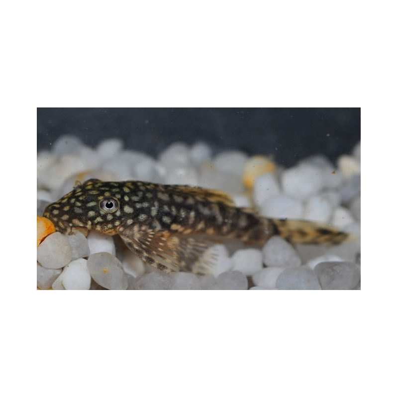 Ancistrus species (L144a) (Silure bleu) 2,5 cm