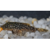 Ancistrus species (L144a) (Silure bleu) 2,5 cm