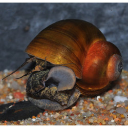 Lanistes nyassanus F1 2,5 cm