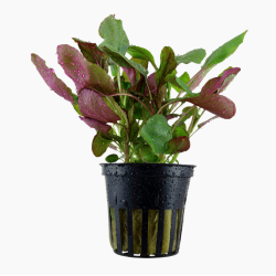 Lobelia cardinalis