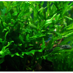 Bolbitis heudeloti