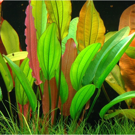 Echinodorus 'Red Diamond
