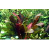 Echinodorus x barthii
