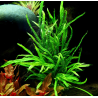 Microsorum pteropus 'Trident'