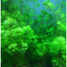 Cabomba aquatica