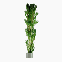 Cabomba aquatica