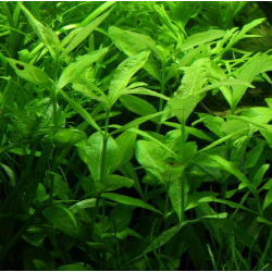 Hygrophila polysperma