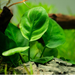 Anubias Bateri sp. 'coin leaf'