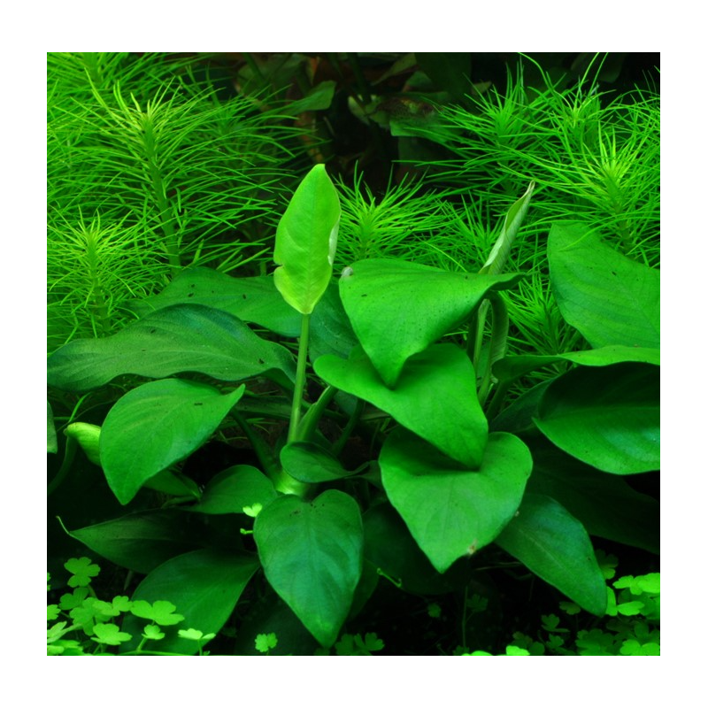 Anubias nana (large)