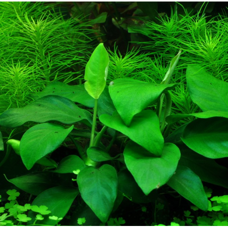 Anubias nana (large)