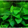 Anubias nana (large)