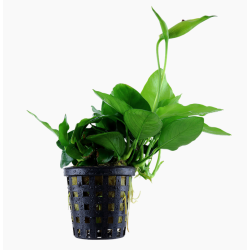 Anubias nana (large)
