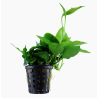 Anubias nana (large)