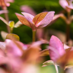 Bacopa salsmannii purple