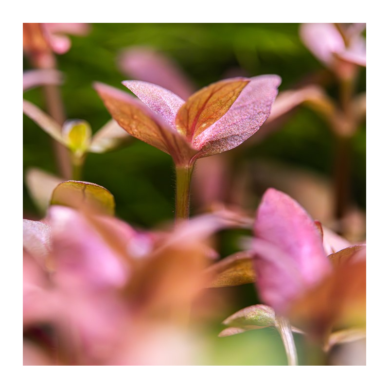Bacopa salsmannii purple