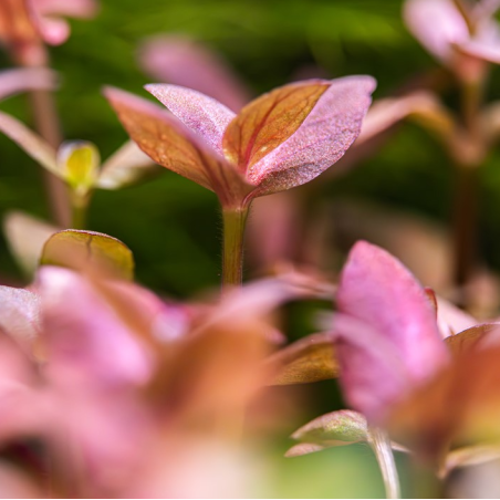 Bacopa salsmannii purple