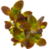 Bacopa salsmannii purple