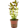 Bacopa salsmannii purple
