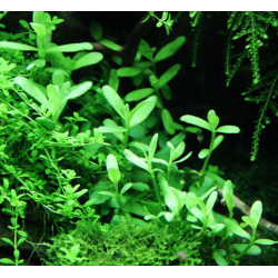 Bacopa monieri