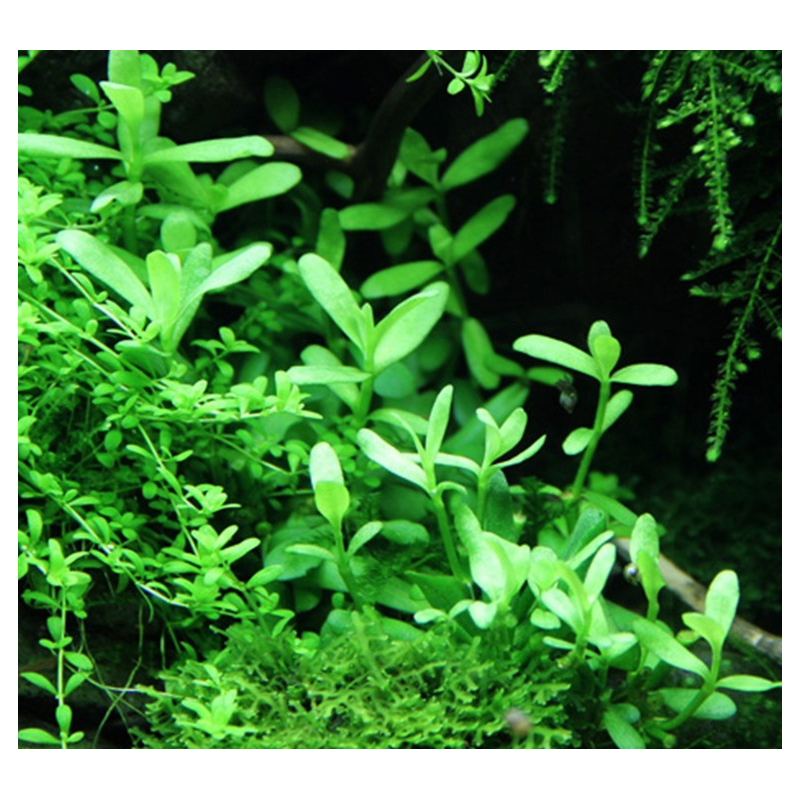 Bacopa monieri