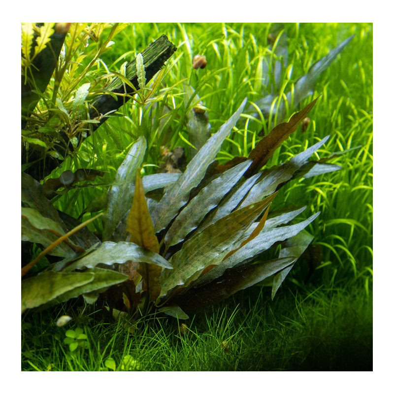Cryptocoryne beckettii viridifolia