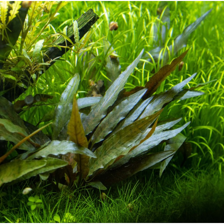 Cryptocoryne beckettii viridifolia