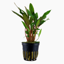 Cryptocoryne beckettii viridifolia