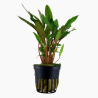 Cryptocoryne beckettii viridifolia
